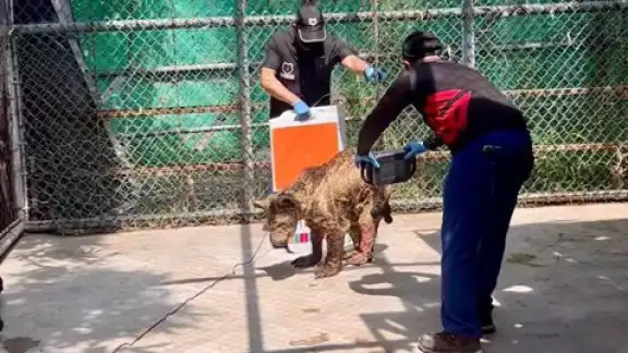 La osa fue trasladada a un santuario donde será atendida.