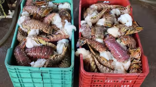 Pescadores de Yucatán van por otra gran temporada de langosta en julio