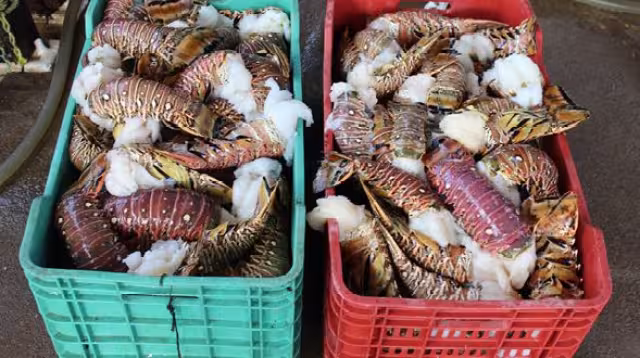 Se preparan para la captura de langosta en Yucatán
