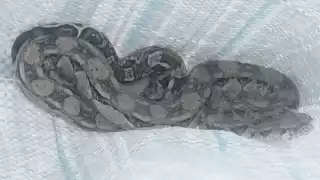   Serpientes se refugian en viviendas de Yucatán por los frentes fríos  