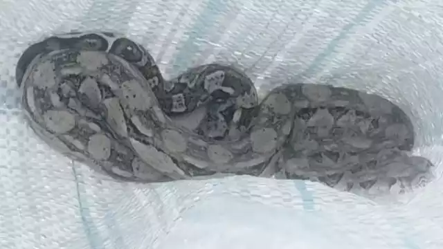 El reptil fue capturado sin sufrir algún daño y fue puesto en libertad en la Zona Cero.