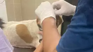 Habitantes de Mocochá encontraron al animal con una herida de machete en la cabeza