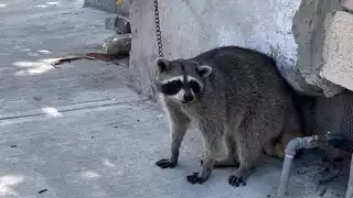 Fauna silvestre del Carmen en riesgo por deforestación en la Península de Yucatán