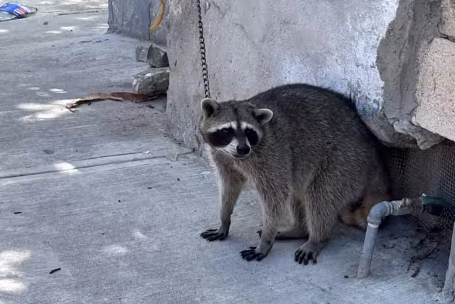 Rescates de fauna recaen en ciudadanos ante falta de apoyo oficial