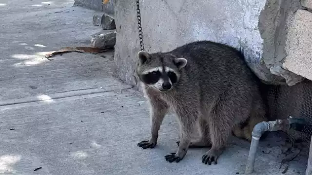 Rescates de fauna recaen en ciudadanos ante falta de apoyo oficial