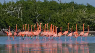 Los flamencos rosas crean asombrosos paisajes en la Península de Yucatán