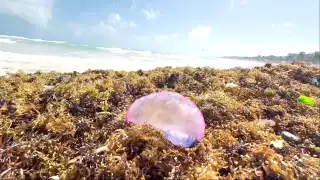 Se exhorta a los turistas y residentes a mantenerse alertas, evitar el contacto directo con la especie marina y respetar las la señalización en las playas
