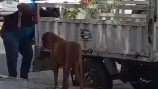 Perro fue agredido violentamente en el centro de Chetumal