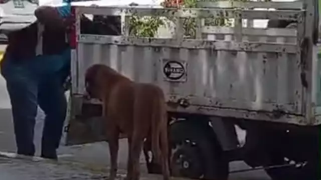 El canino fue llevado a un veterinario para que fuera atendido por sus heridas contundentes.