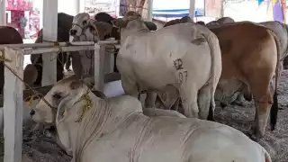 México podría reanudar exportación de ganado a Estados Unidos en dos meses tras crisis por gusano barrenador