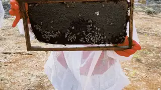 Campeche es el principal productor en la Península.