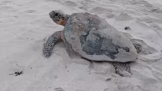 Tortuga carey sorprende en Punta Xen: suman mil 554 nidos protegidos durante esta temporada