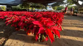 En la ciudad de Mérida ha dado inicio la venta de flor de Nochebuena a pocos días de iniciar diciembre