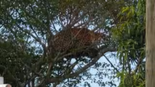 ¿Capturaron al jaguar de Los Álamos en Campeche? Esto es lo que se sabe hasta ahora