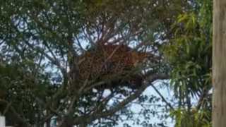 La difusión de fotos y videos de un presunto jaguar en el fraccionamiento Los Álamos generó sorpresa y preocupación en Campeche.