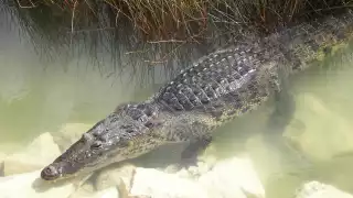Dos jóvenes encontraron a un reptil de pantano y sin pensar lo arrojaron a un depósito de agua dulce
