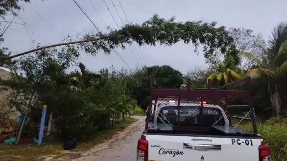 Vecinos alertan sobre riesgos por caída de bambú Vecinos alertan sobre riesgos por caída de bambú