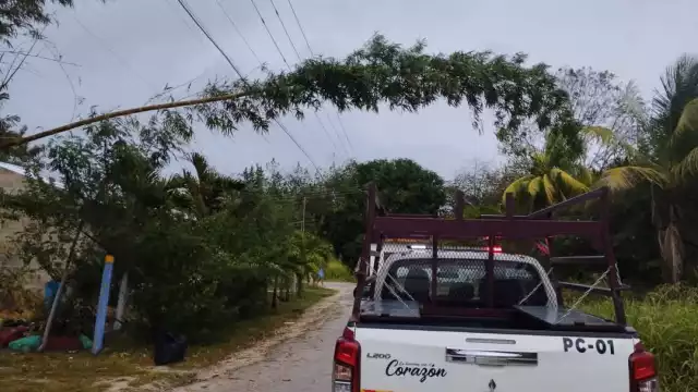 Vecinos alertan sobre riesgos por caída de bambú