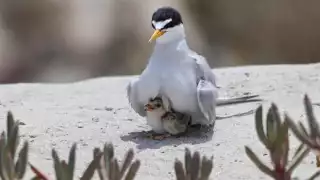 La también conocida gaviota menor tiene a Carmen como uno de sus destinos principales de arribo.
