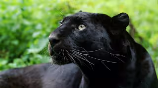 Pantera negra en el patio de una vivienda desata preocupación en Conkal