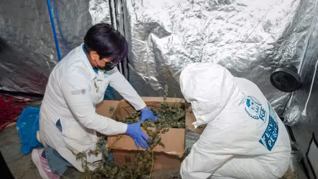 No se tienen personas detenidas en el operativo