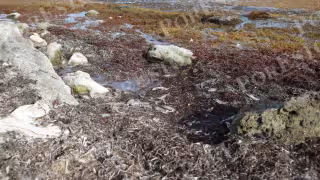 El sargazo ha invadido las playas y ahora afectado a la fauna marina.