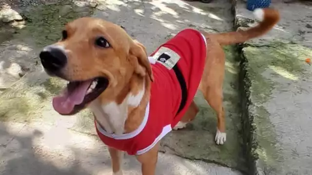 Asociaciones buscan mejorar la calidad de vida de animales.