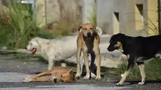 Denuncian presunto caso de maltrato animal en Francisco de Montejo, en Mérida