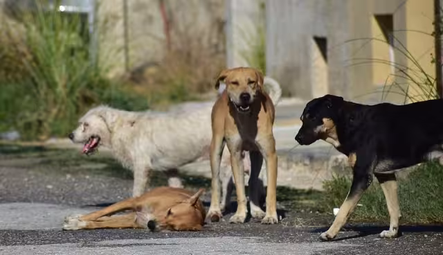 Vecina en Francisco de Montejo afirma que una perra y sus crías están a la interperie y sin agua