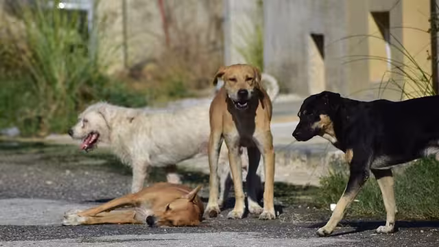 Vecina en Francisco de Montejo afirma que una perra y sus crías están a la interperie y sin agua