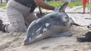 Delfines y tortugas pueden morir atrapados en redes de pesca en Yucatán