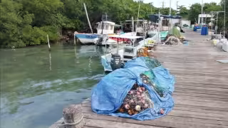 Prohíben redes y ganchos en captura de langosta en Quintana Roo