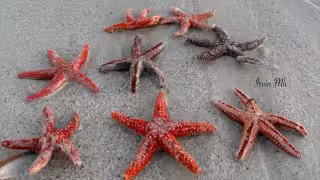 Pobladores del puerto de El Cuyo encuentran ejemplares marinos en la orilla de la playa