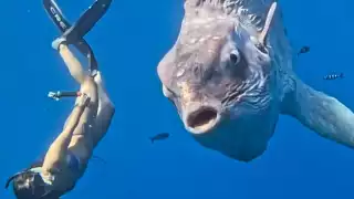 Buzo nada junto a enorme pez luna y registran el momento en un asombroso video 