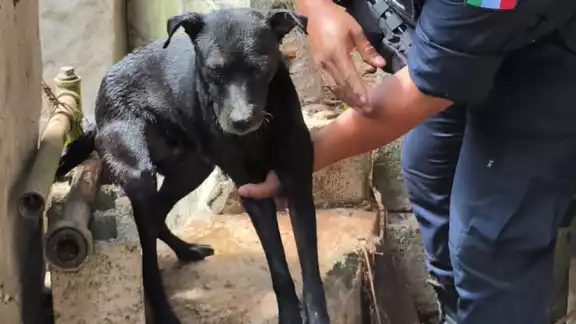 El lomito de nombre Black, fue rescatado con éxito