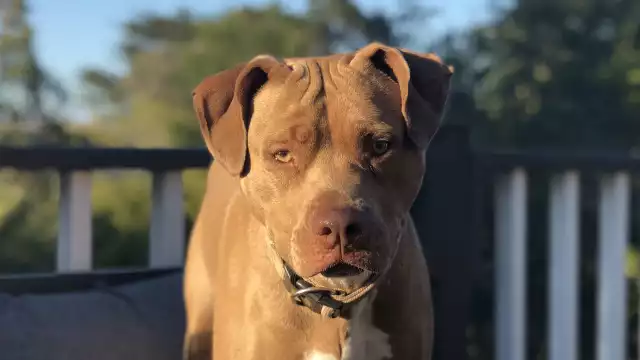 Difunden en redes sociales el video de un perro a quien su propietario le dio a beber cerveza
