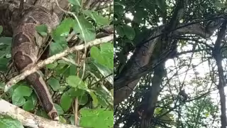 ¡Que miedo! Encuentran enorme boa en Seyé de más de un metro de largo