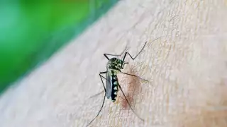 Se prenden las alarmas por incremento en contagios de dengue