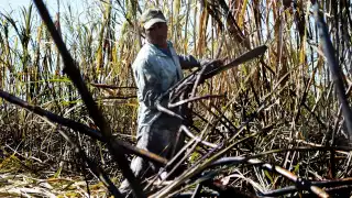 La cosecha en al menos 5 ejidos está en riesgo por la mosca pinta, gusano barrenador y el picudo negro