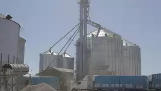 Quedan otras 50,000 toneladas de maíz amarillo sin mercado, generando preocupación