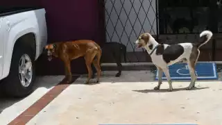 De julio de 2023 a julio de 2024, las denuncias por violencia contra animales han aumentado alarmantemente.