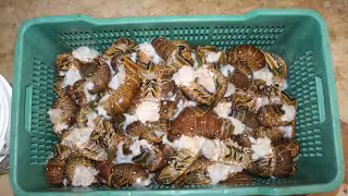 A partir de hoy y hasta el 30 de junio queda prohibido capturar el crustáceo en aguas de Yucatán