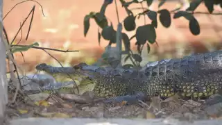 En caso de observar a un ejemplar en su hábitat, no acercarse, molestarlo, ni alimentarlo para evitar ataques