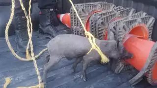 El cerdito pelón fue abordado a la patrulla en espera de su dueño