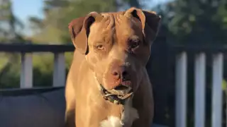 Difunden en redes sociales el video de un perro a quien su propietario le dio a beber cerveza