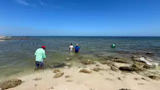 Brote de algas nocivas en Progreso: ¿Qué pasa si ingreso al mar? Esto dice la Secretaría de Salud 