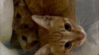 Abandonó gatitos en carretera de Cmapeche y ahora deberá pagar veterinario, esterilización y alimento