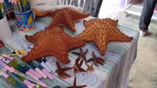 Extracción ilegal de estrellas de mar en Cancún: Estas son las sanciones  y multas