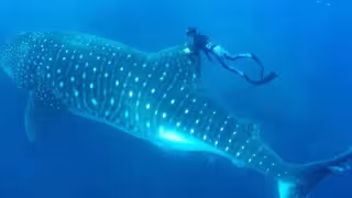 Reviven el Festival del Tiburón Ballena y exigen acciones para protegerlo de embarcaciones