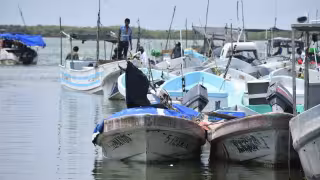 Pesca clandestina revive en Yucatán y pone en jaque al pepino de mar